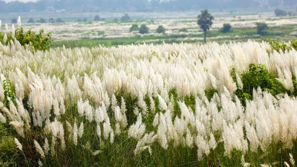 শরৎ এসেছে, প্রকৃতির সাজে শুভ্রতার ছোঁয়া