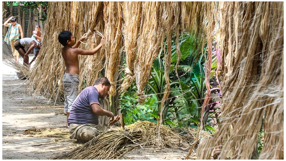 পাট ঘরে তুলতে ব্যস্ত চাষিরা