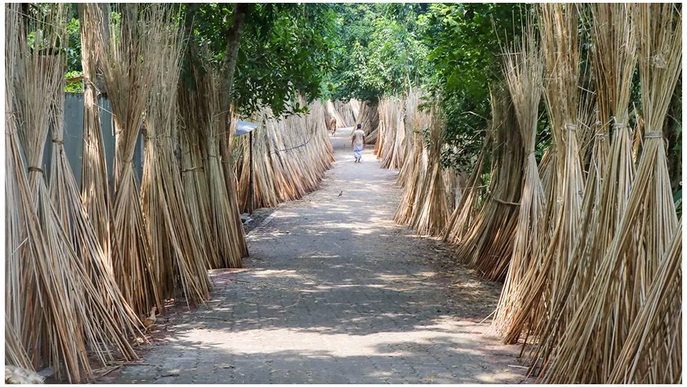 পাট ঘরে তুলতে ব্যস্ত চাষিরা