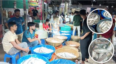 সরবরাহ বাড়লেও ইলিশ মধ্যবিত্তের নাগালের বাইরে