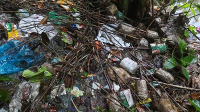 রূপগঞ্জে হাজার গাছের চারা বিতরণ না করে খালে