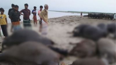 কুষ্টিয়ায় বাথানে বজ্রপাতে  ১১ মহিষের মৃত্যু