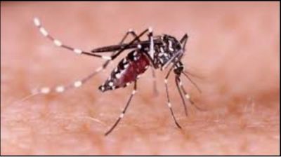 ডেঙ্গুতে ৩ জনের মৃত্যু, আক্রান্ত ৩২৫
