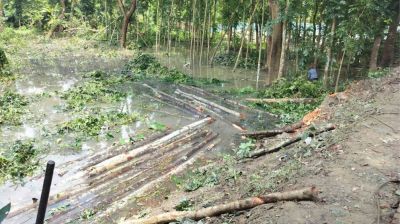 আমতলীতে বন্যা নিয়ন্ত্রণ বাঁধের গাছ কেটে সাবাড়