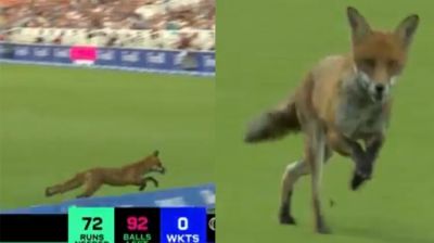 ক্রিকেট মাঠে ঢুকে পড়ে শিয়াল, উদ্বোধনী ম্যাচেই বিপত্তি