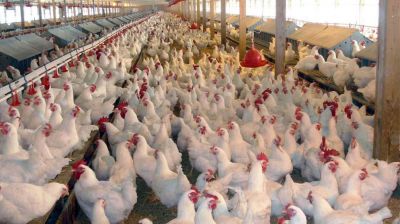 মুরগির খামারে অ্যান্টিবায়োটিক ব্যবহারে বাড়ছে জনস্বাস্থ্যের ঝুঁকি