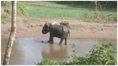 সেই হাতিকে চিকিৎসা দিতে গিয়ে বনকর্মী-চিকিৎসকসহ আহত ১৫