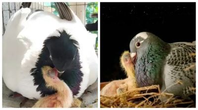 কবুতরও ‘দুধ’ দেয় কিন্তু কীভাবে