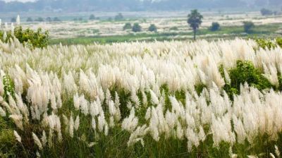 শরৎ এসেছে, প্রকৃতির সাজে শুভ্রতার ছোঁয়া