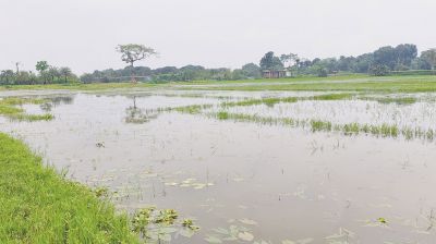 পদ্মায় পানি বাড়ায় ঝুঁকিতে ১৪০০ হেক্টর কলার আবাদ