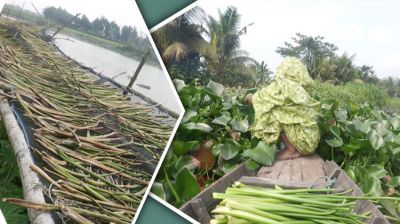 এক মণ কচুরিপানা বিক্রির টাকায় মিলছে দুই মণ ধান