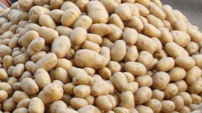 ২২ টাকা দরে আলুর দাম বেঁধে দিল সরকার