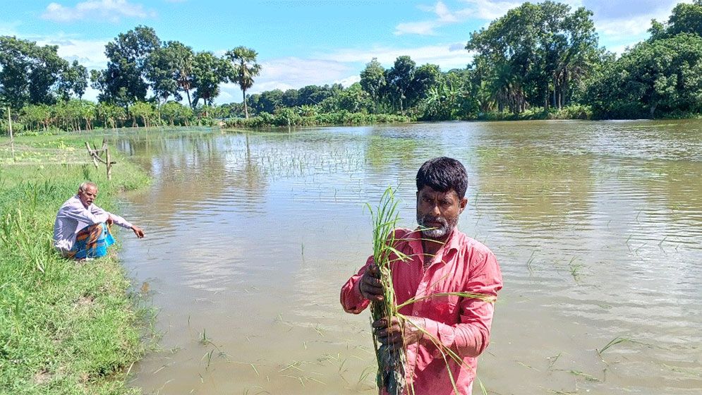 খালে বাঁধ দিয়ে মাছ চাষ, পানির নিচে শত একর ফসলি জমি