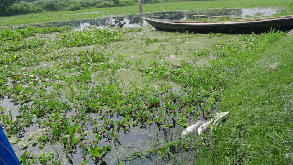 বেলকুচিতে অবৈধ ডাইং মিলে বিষাক্ত বর্জ্যে মরছে বিলের মাছ