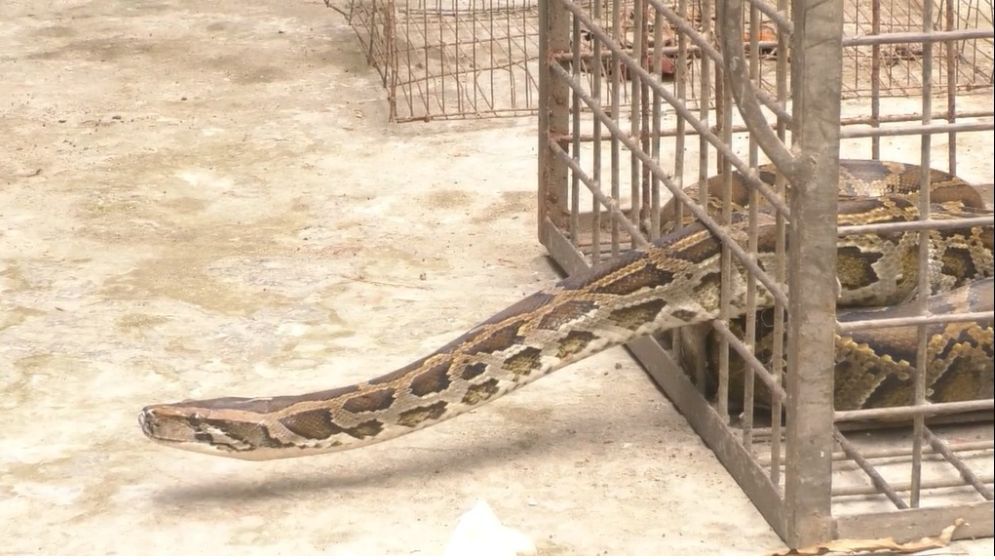 কু‌ড়িগ্রামে ১০ ফুট দৈর্ঘ্যের অজগর সাপ