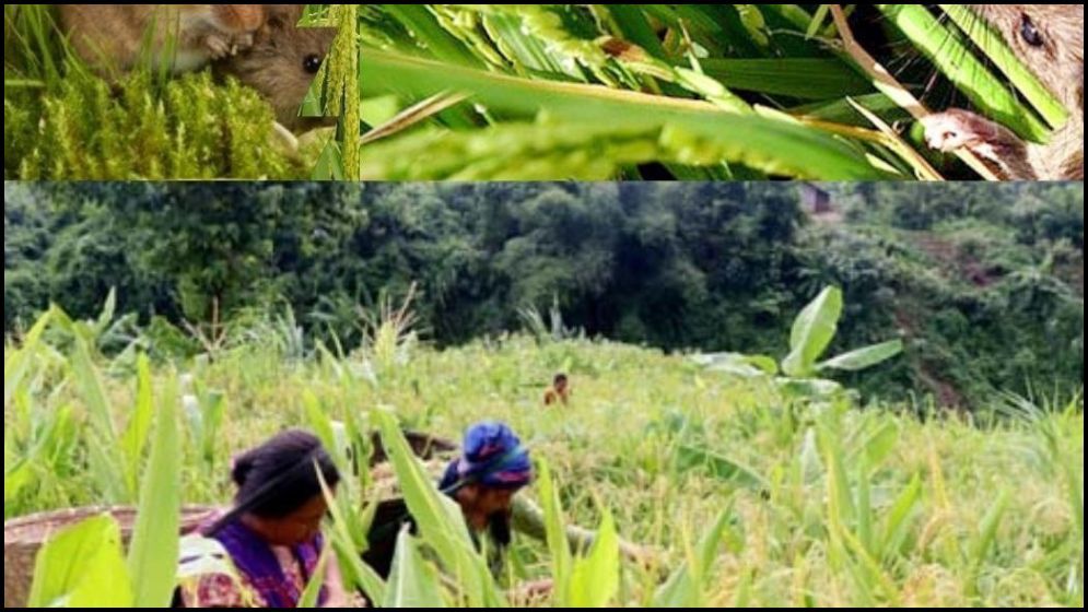 সাজেকে ইঁদুর উপদ্রবে খাদ্য সঙ্কটের শঙ্কা