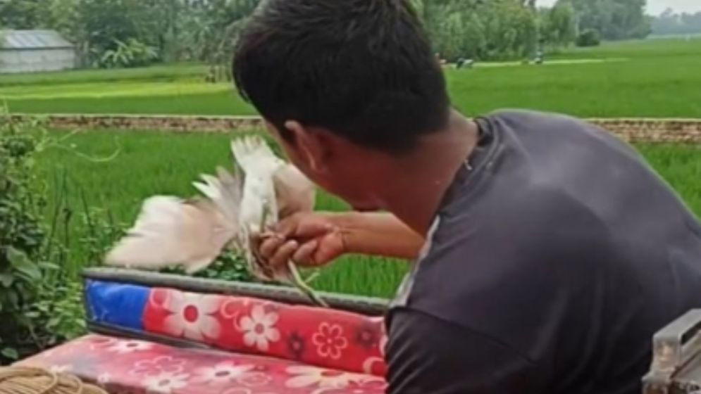 চলনবিলে অবাধে চলছে পাখি শিকার