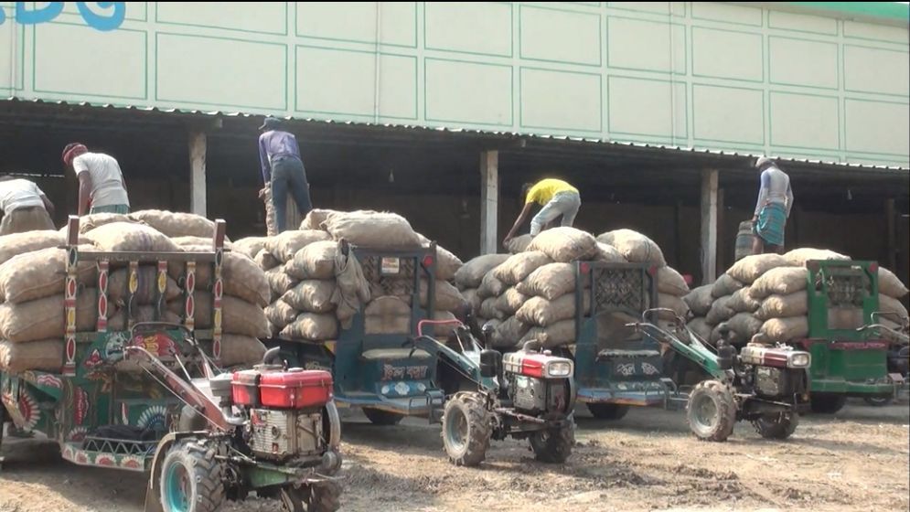 হিমাগারে সংরক্ষিত অবিক্রীত আলু নিয়ে বিপাকে কুড়িগ্রামের কৃষক