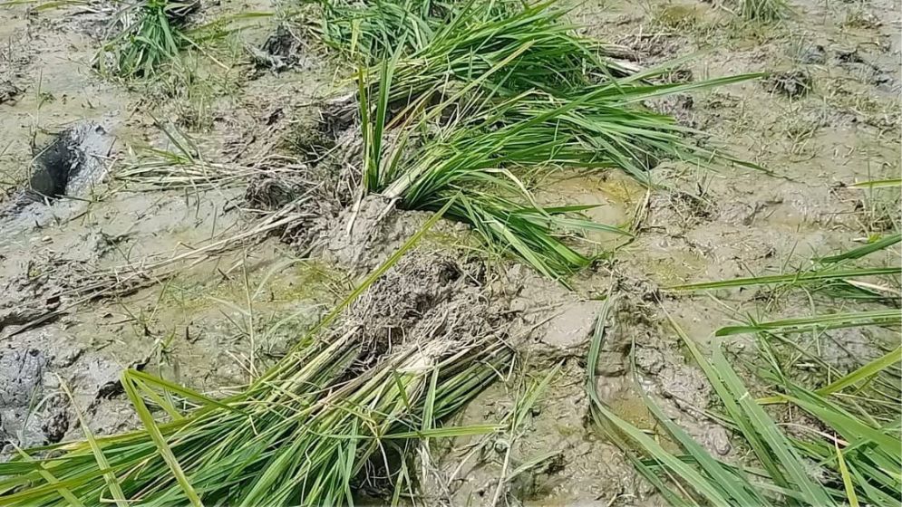 চাঁদা না দেয়ায় জমির ধানের চারা নষ্টের অভিযোগ