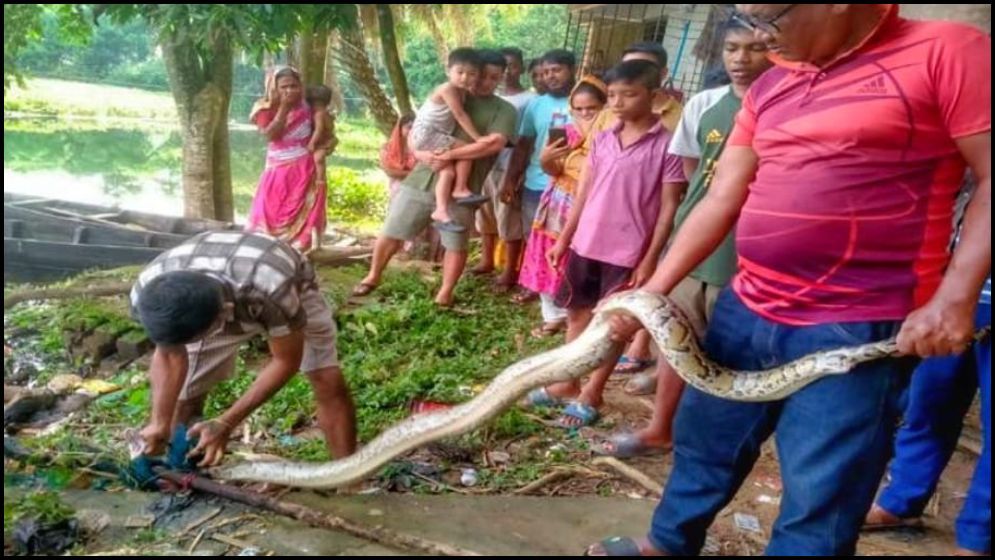 রাঙ্গামাটি শহরে ৮ ফুট লম্বা অজগর উদ্ধার