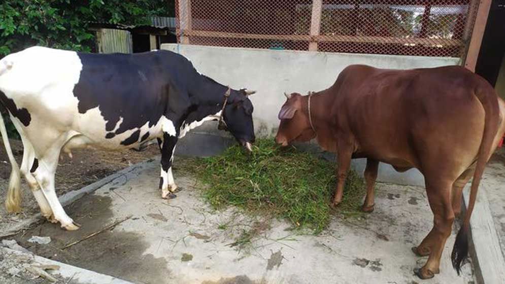 গোয়ালঘরের সিঁদ কেটে কৃষকের ৫ গরু চুরি