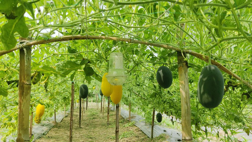 খানসামায় মাচায় তরমুজ চাষে সাফল্য, কৃষকদের মুখে হাসি