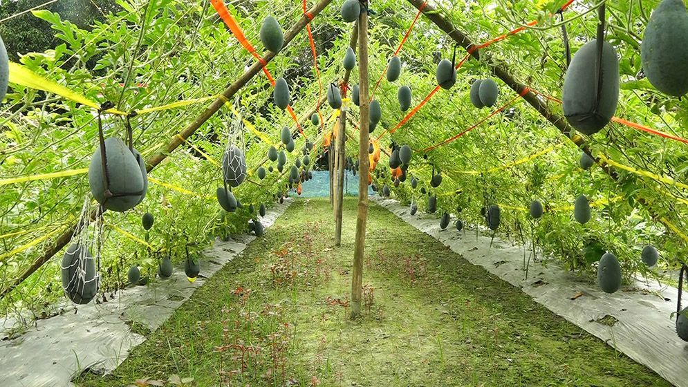 নিরাঞ্জনের জমিতে অসময়ে শোভা পাচ্ছে কালো রঙের তরমুজ