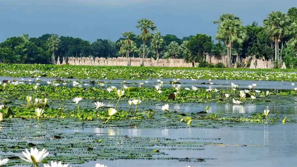 শুধু সৌন্দর্যে নয়, পুষ্টিগুণেও ভরপুর শাপলা