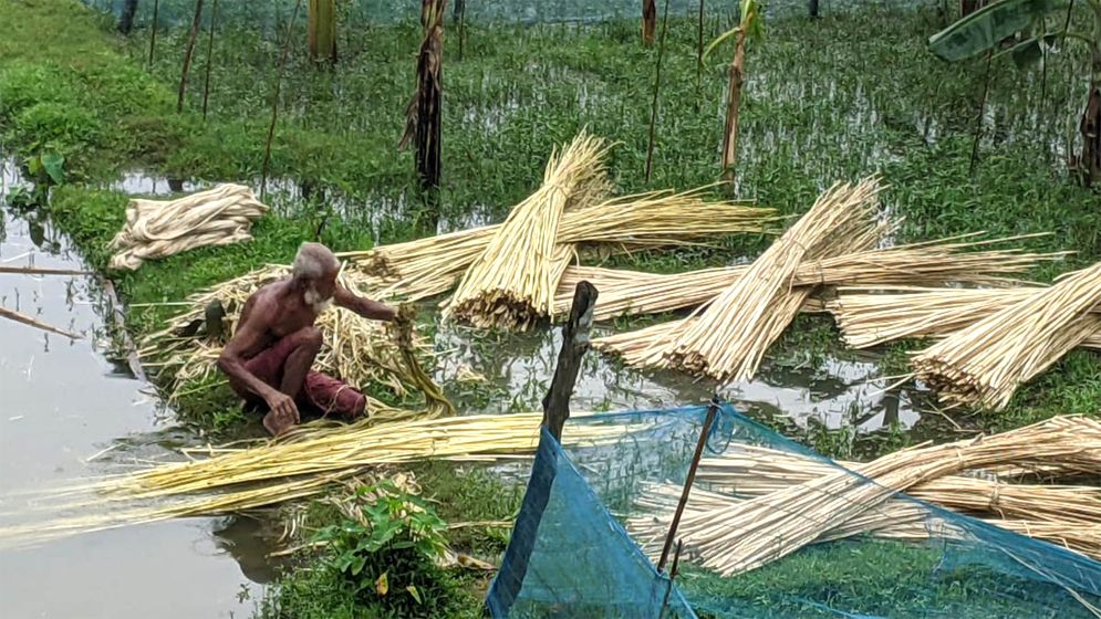 পাটের বাম্পার ফলন, ন্যায্যমূল্যে খুশি নকলার কৃষকরা