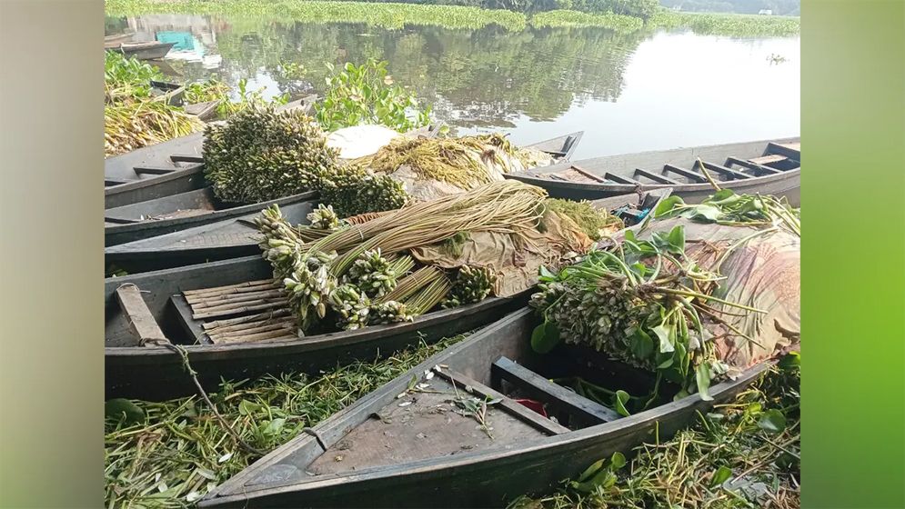 শুধু সৌন্দর্যে নয়, পুষ্টিগুণেও ভরপুর শাপলা
