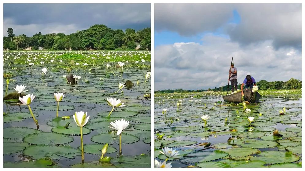 শুধু সৌন্দর্যে নয়, পুষ্টিগুণেও ভরপুর শাপলা