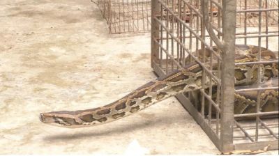 কু‌ড়িগ্রামে ১০ ফুট দৈর্ঘ্যের অজগর সাপ