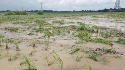 আমতলীতে যুবদল নেতার জমি দখলে তাণ্ডব