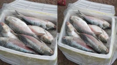 দুর্গাপূজায় ভারতে যাচ্ছে ১২০০ টন ইলিশ, বেনাপোল দিয়ে রপ্তানি শুরু