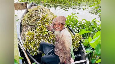 শুধু সৌন্দর্যে নয়, পুষ্টিগুণেও ভরপুর শাপলা