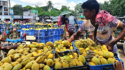 মৌসুম শেষেও জমজমাট কানসাট আম বাজার, দামে হতাশ চাষিরা
