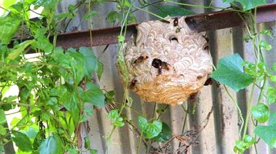 বগুড়ায় ভিমরুলের কামড়ে স্কুলশিক্ষার্থীর মৃত্যু