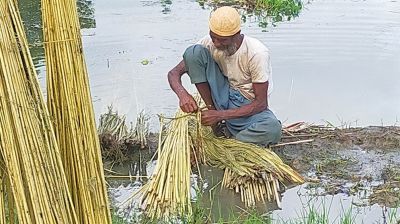 নান্দাইলে পাটের আঁশ ছাড়াতে ব্যস্ত কৃষক