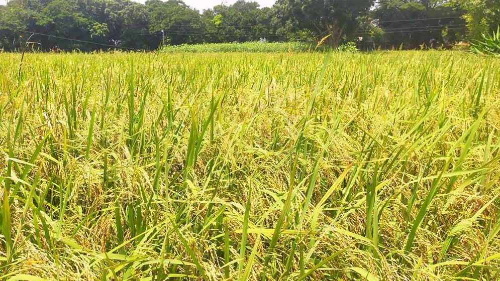 ২০ বছর পর আউশ-আমনের বাম্পার ফলন, নড়াইলে কৃষকের মুখে হাসি
