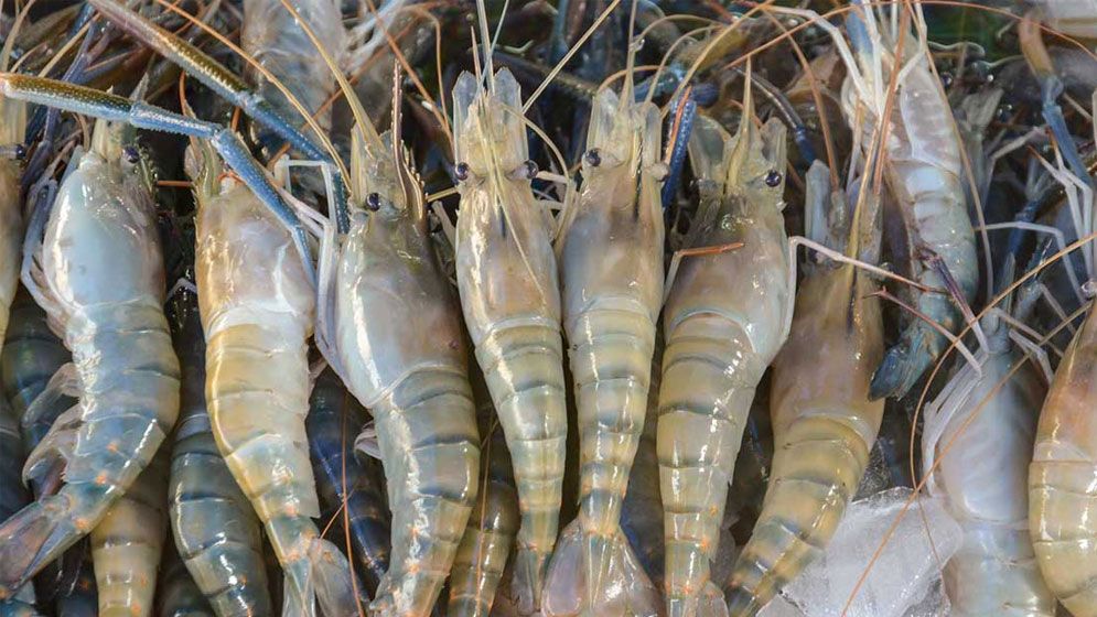 চিংড়ি রপ্তানিতে তলানিতে পৌঁছেছে বাংলাদেশ