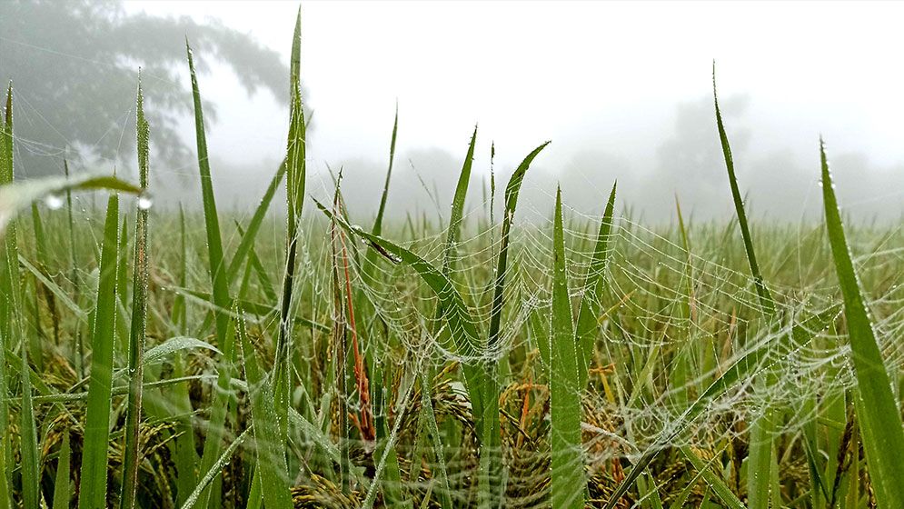 ঠাকুরগাঁওয়ে নেমে আসছে শীতের আমেজ