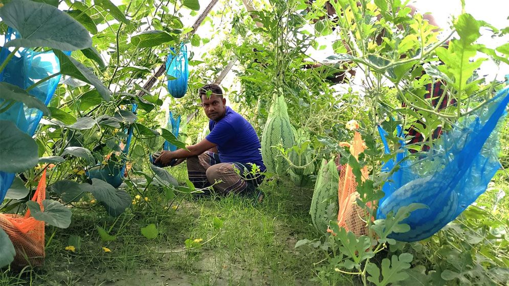 পতিত জমিতে তরমুজ চাষে বিস্ময়কর সাফল্য পাইকগাছার বিধানের