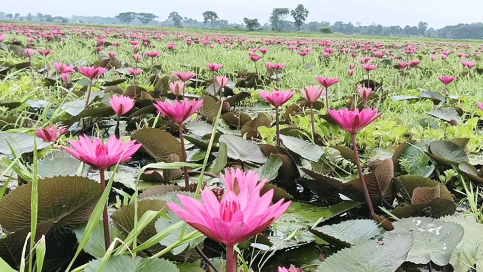 প্রকৃতির লাল রক্তিম সাজে চেচুয়া-গলহর শাপলা বিল