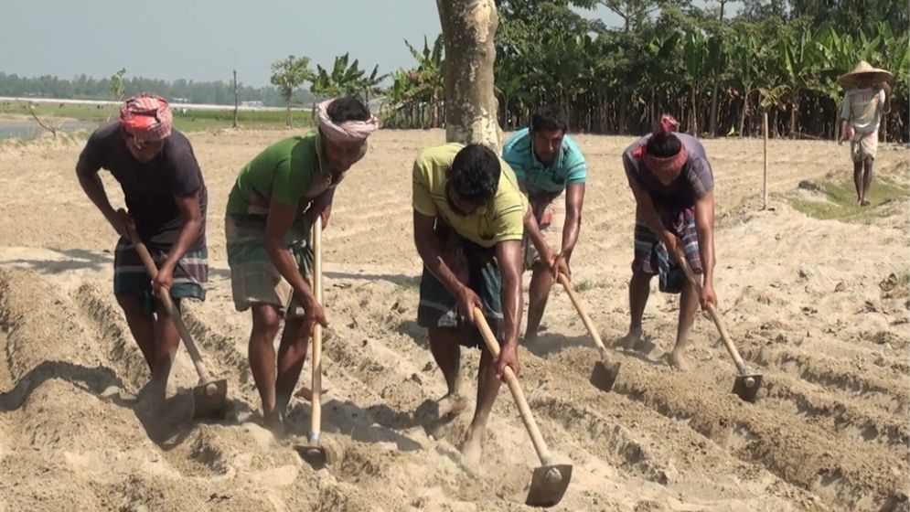 কুড়িগ্রামে ক্ষতি পুষিয়ে নিতে আগাম আলু চাষ