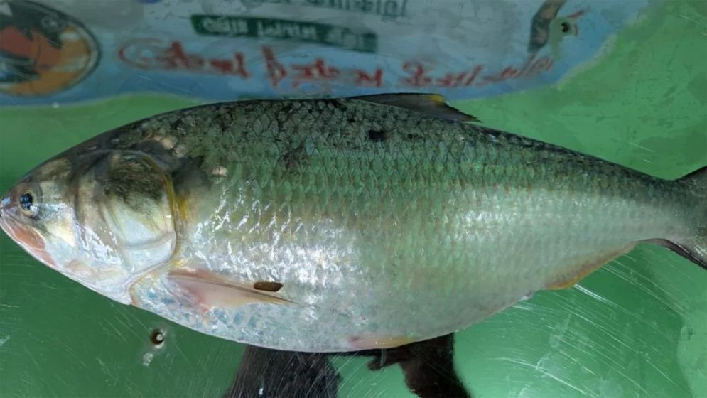 এক ইলিশের দাম প্রায় ৯ হাজার টাকা!