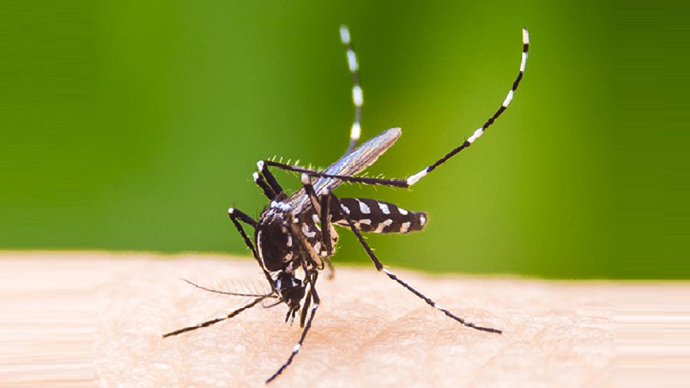 ডেঙ্গুতে আরও ৪ মৃত্যু, শনাক্ত সহস্রাধিক