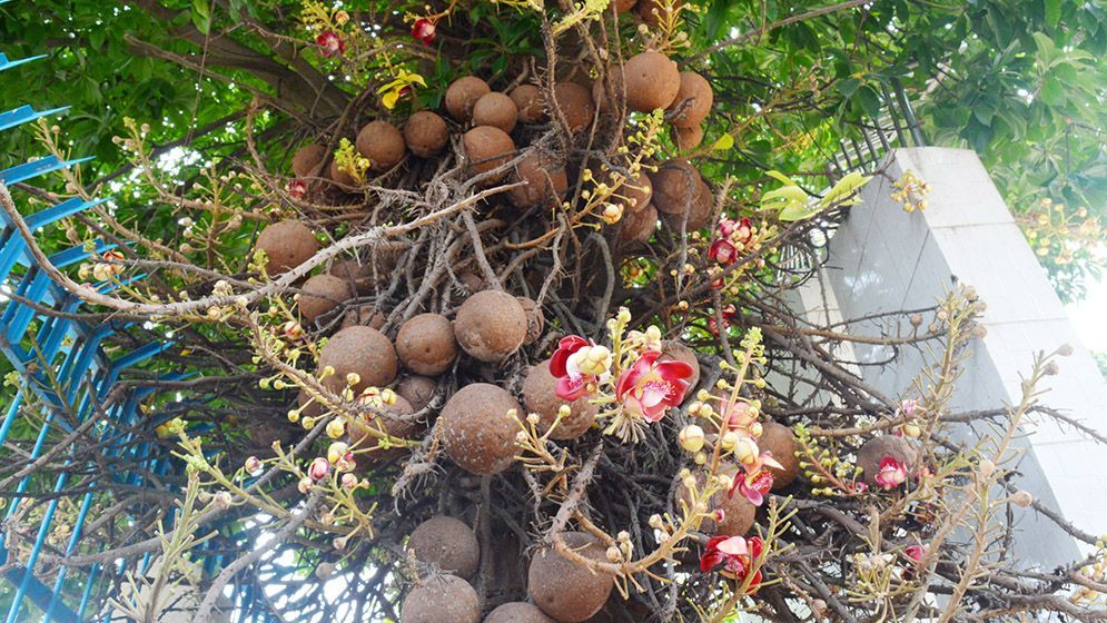 দৃষ্টিনন্দন নাগলিঙ্গম