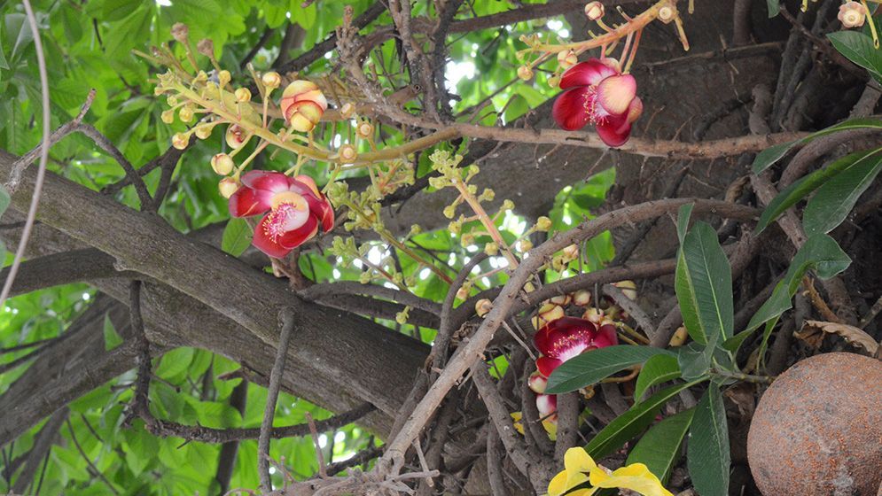 দৃষ্টিনন্দন নাগলিঙ্গম