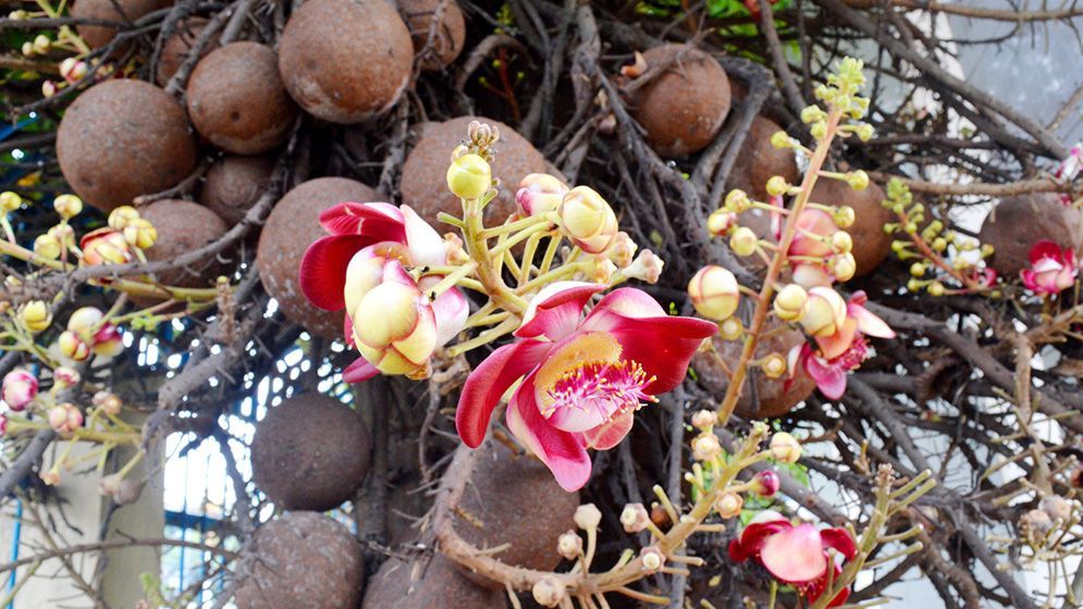 দৃষ্টিনন্দন নাগলিঙ্গম