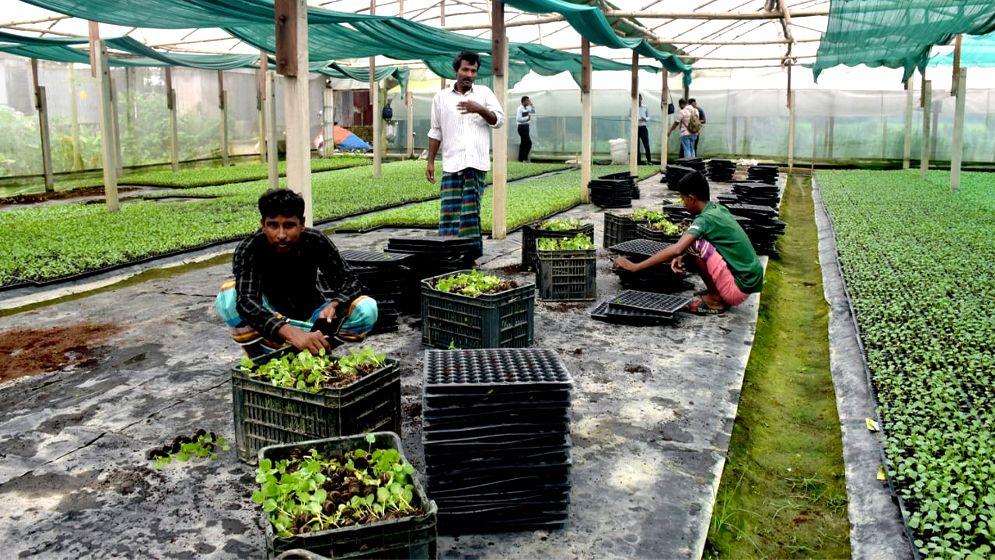পলিশেড হাউজে বিকাশের স্বপ্ন, গ্রামীণ কৃষিতে নতুন অধ্যায়